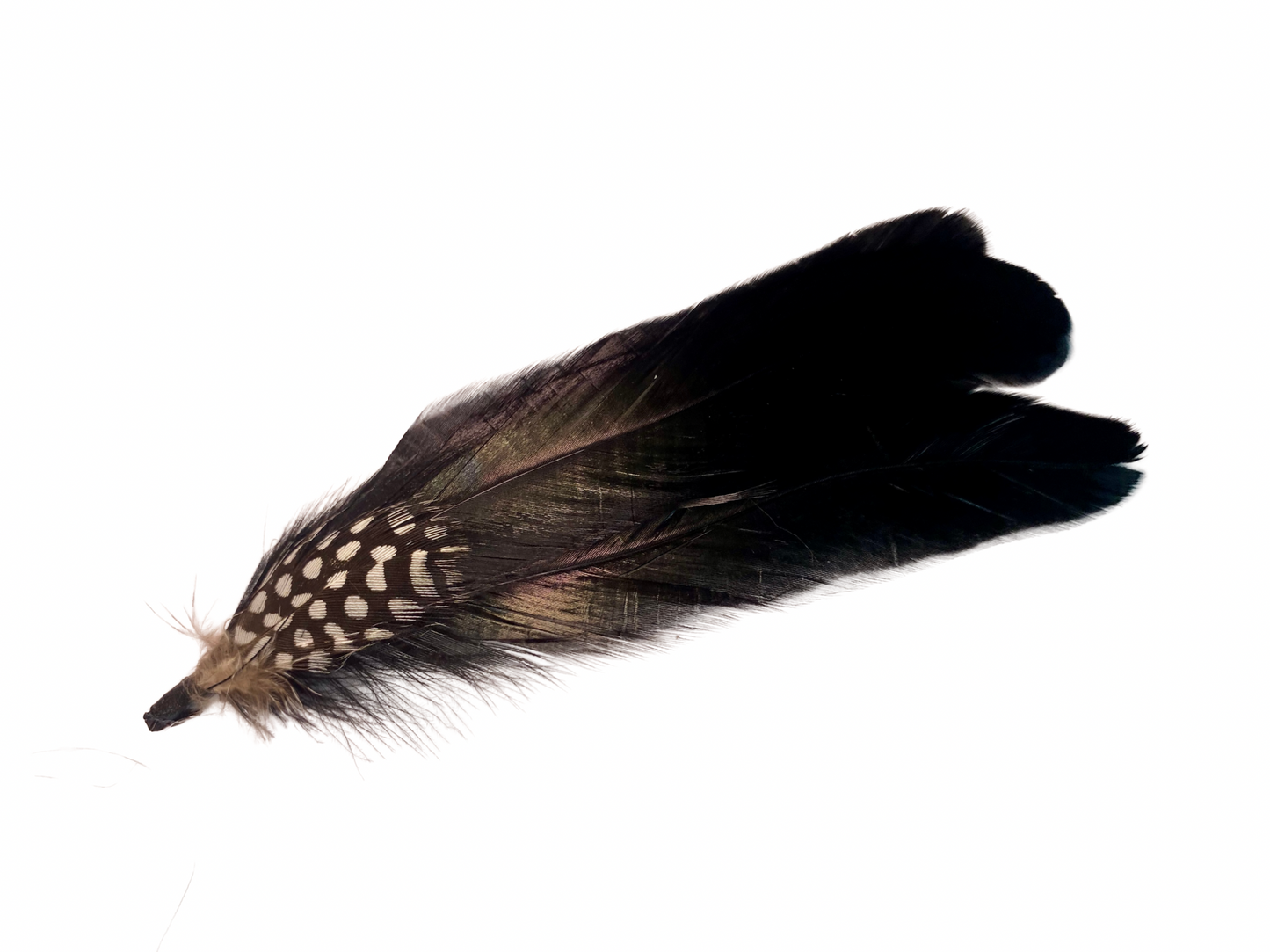 Dust & Echo Feather